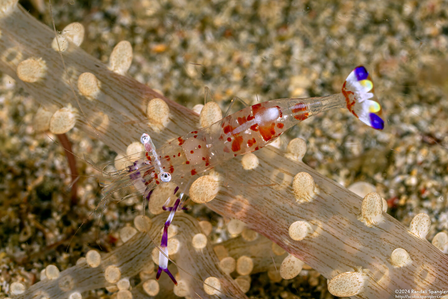 Ancylomenes holthuisi (Holthuis' Anemone Shrimp)