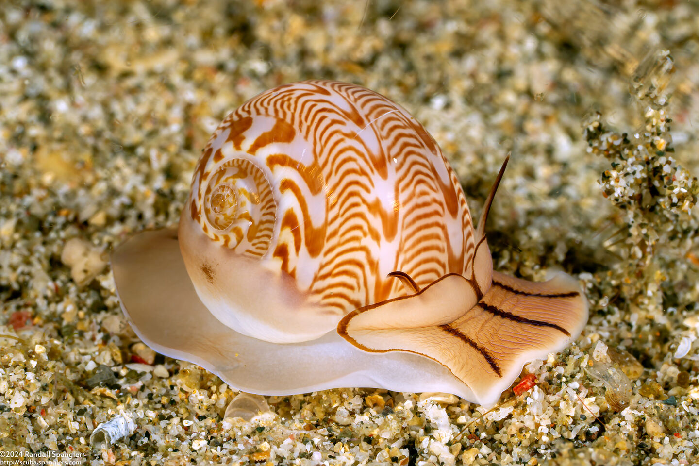 Tanea undulata (Undulate Moon Snail)