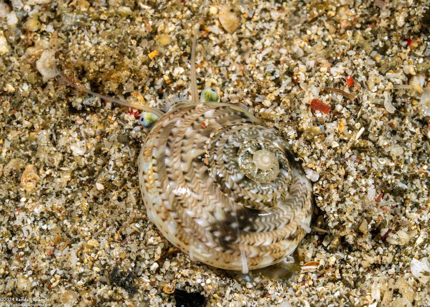 Ethalia guamensis (Guam Button Top Shell)