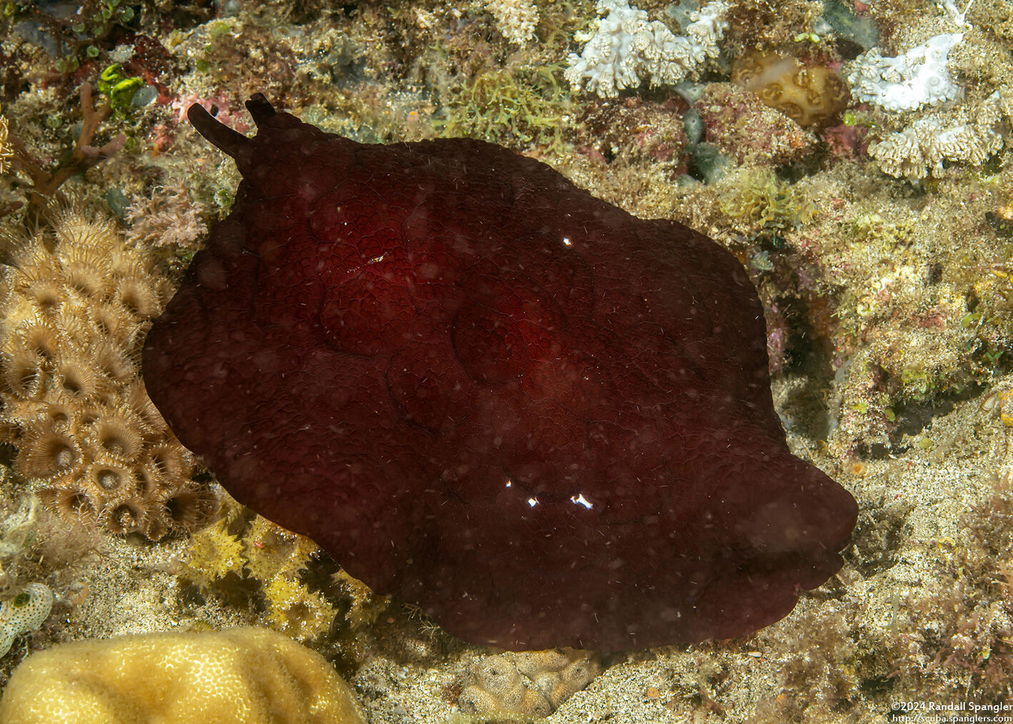 Pleurobranchus forskalii (Forsskal's Pleurobranch)