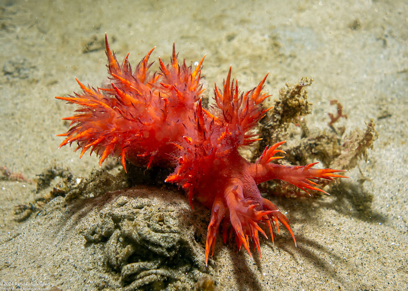 Dendronotus iris (Rainbow Dendronotus)