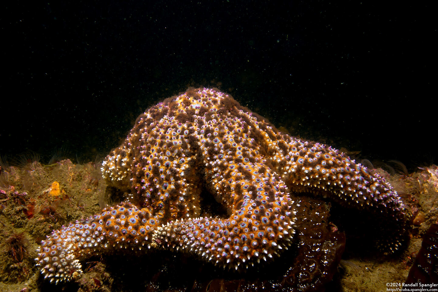 Pisaster giganteus (Giant Spined Star)