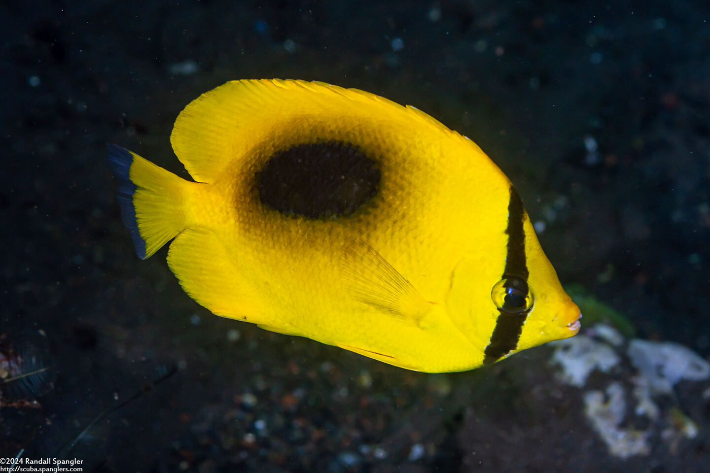 Chaetodon speculum (Oval-Spot Butterflyfish)