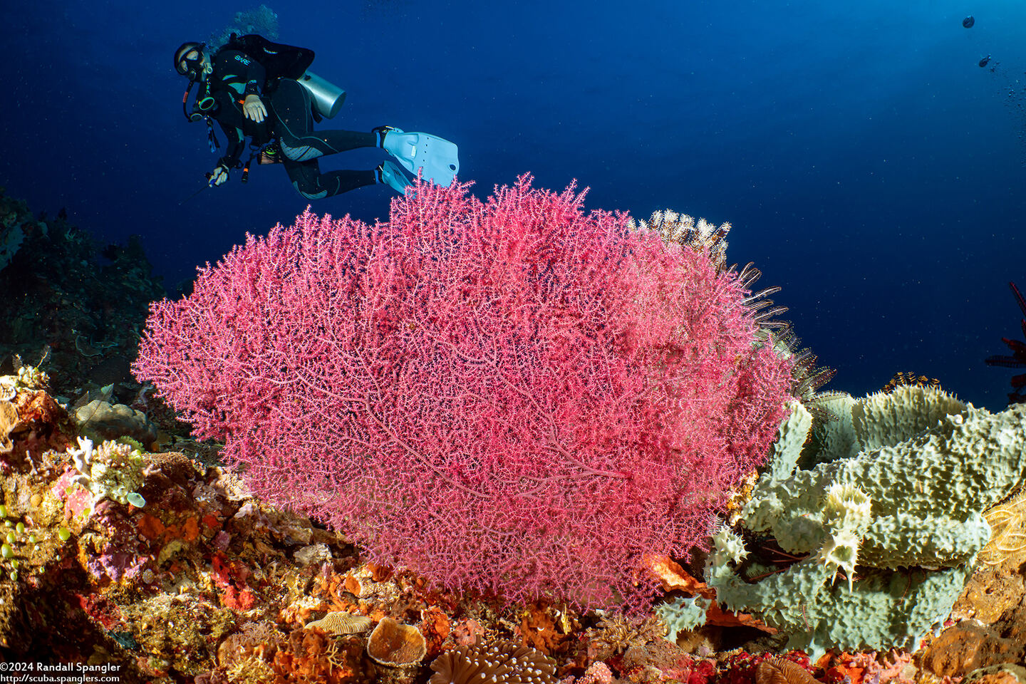 Muricella sp.2 (Muricella sp.2)