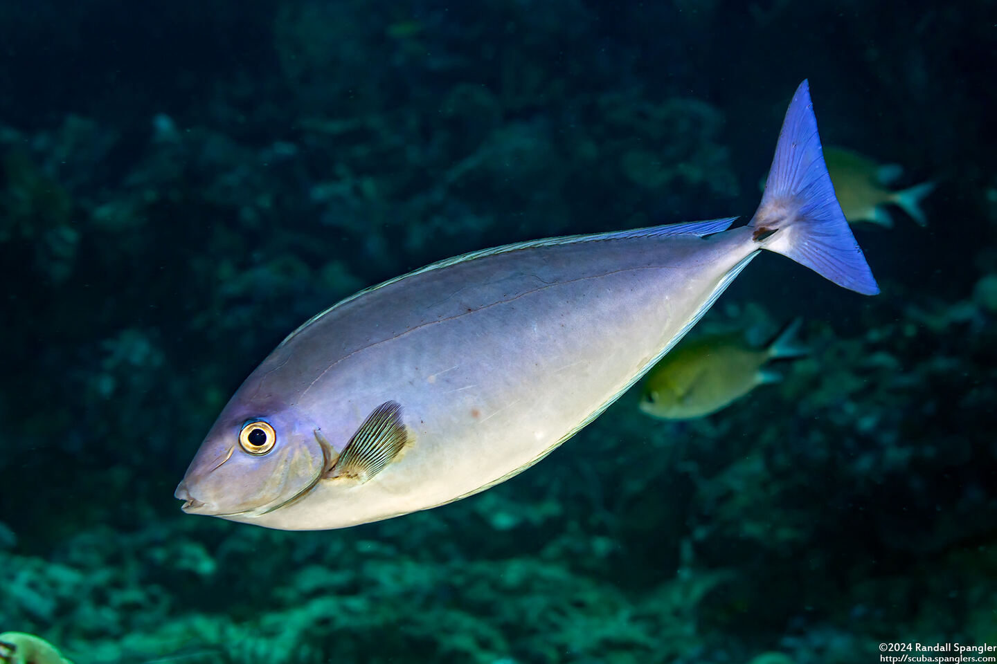 Naso caeruleacauda (Bluetail Unicornfish)