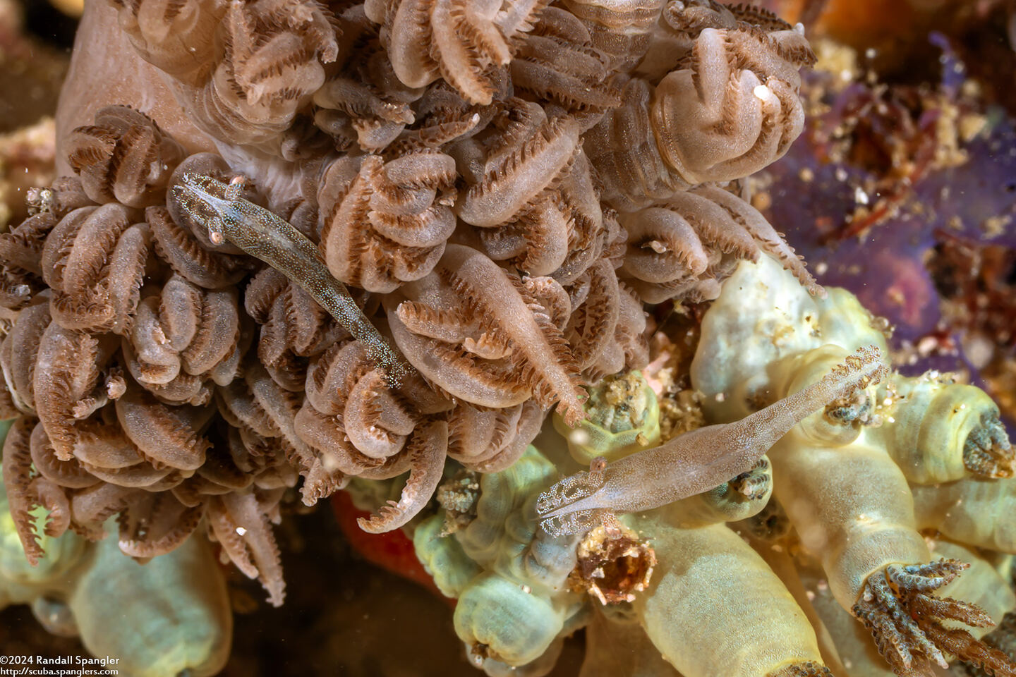 Hippolyte commensalis (Xenia Soft Coral Shrimp)