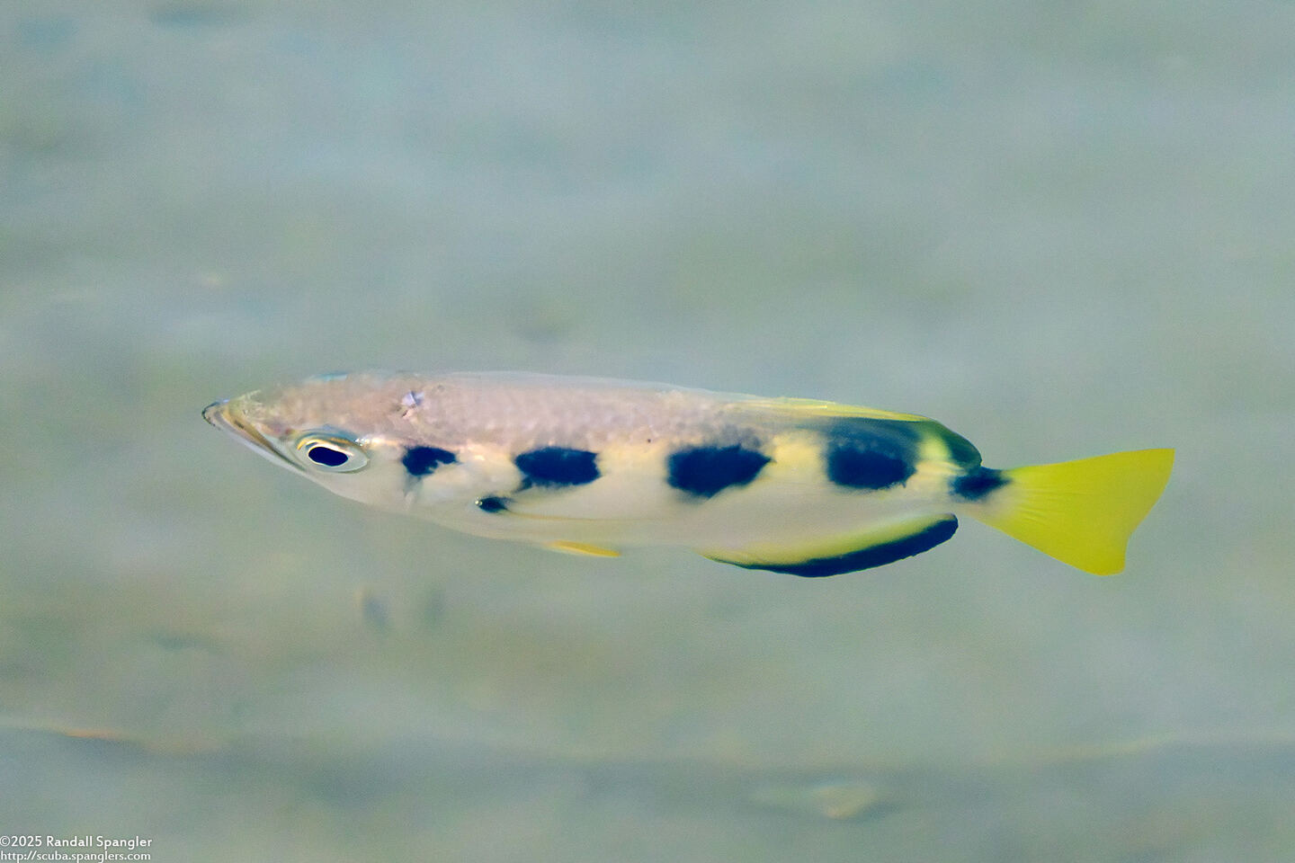 Toxotes jaculatrix (Banded Archerfish)