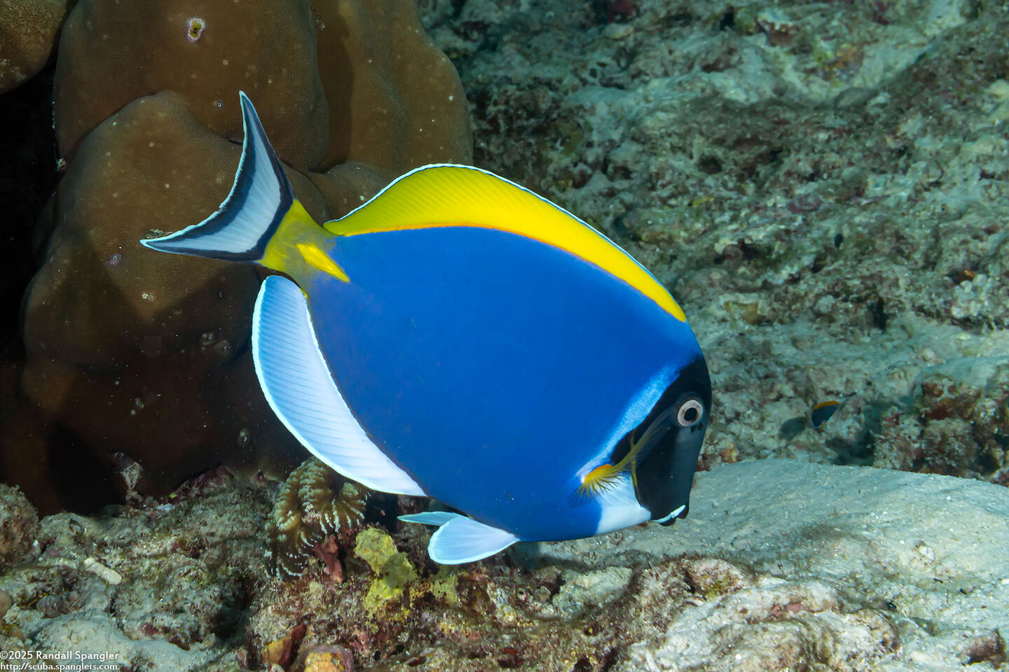 Acanthurus leucosternon (Powderblue Surgeonfish)