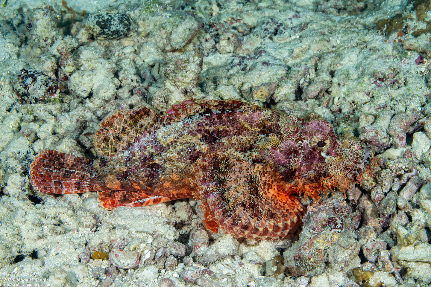 Scorpaenopsis oxycephala (Tasseled Scorpionfish)