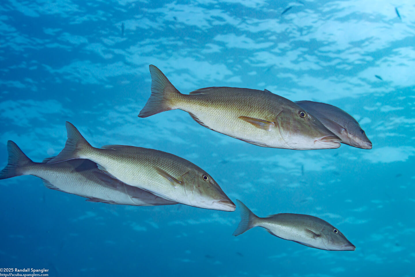 Lethrinus olivaceus (Longface Emperor)