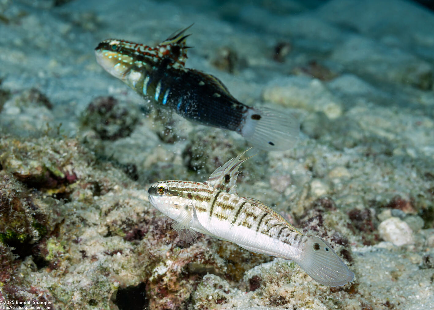 Amblygobius phalaena (Whitebarred Goby)