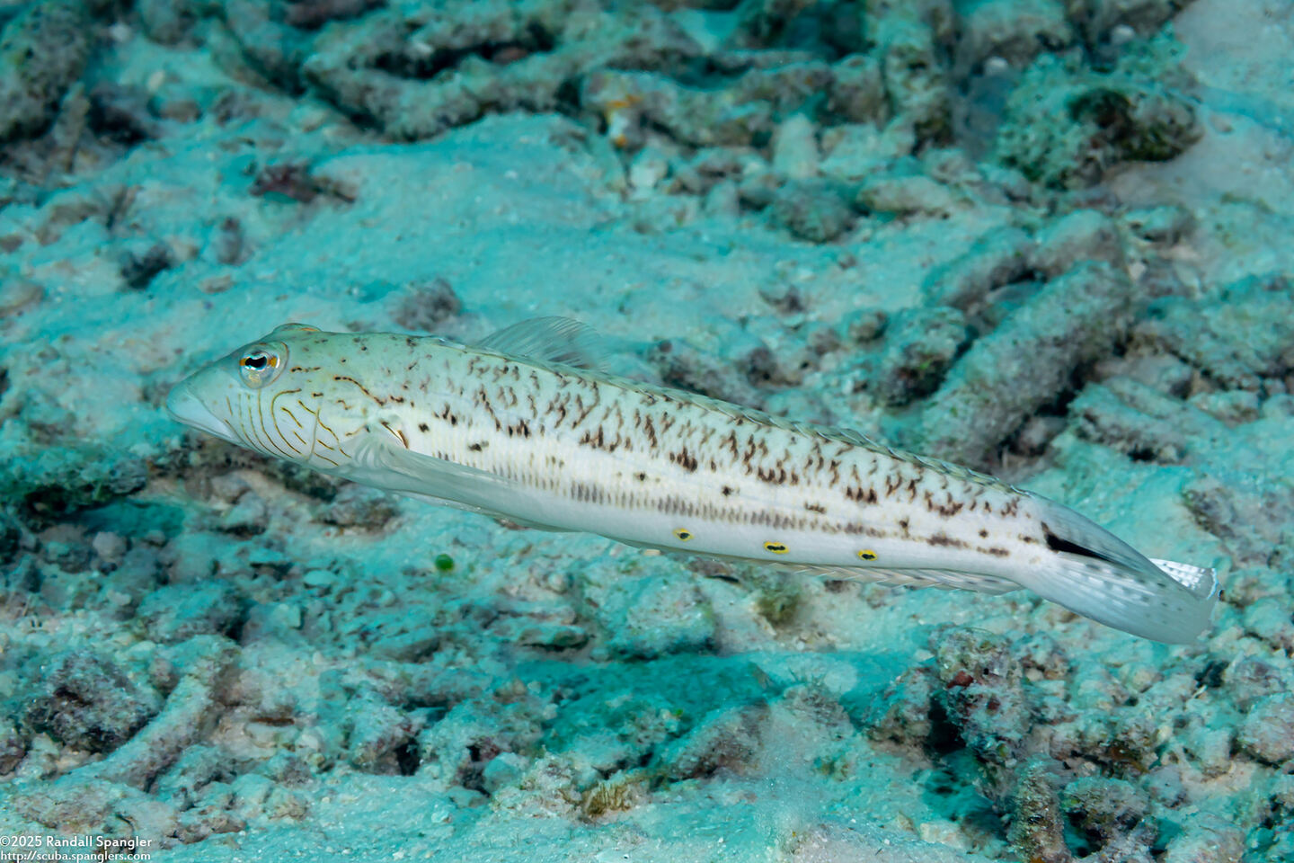 Parapercis hexophtalma (Speckled Sandperch)