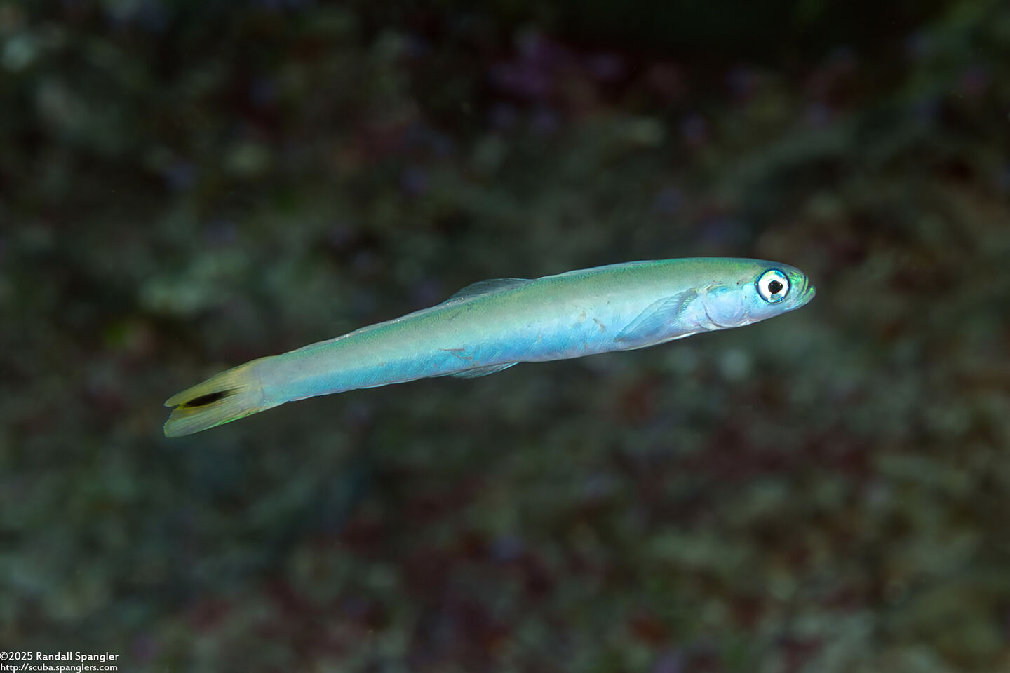 Ptereleotris heteroptera (Spottail Dartfish)