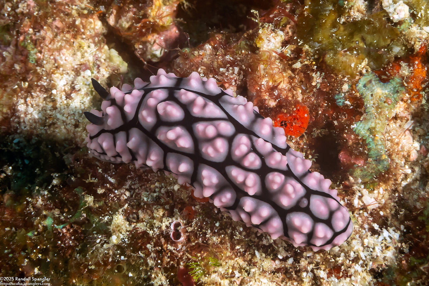 Phyllidiella pustulosa (Pustulose Phyllidia)