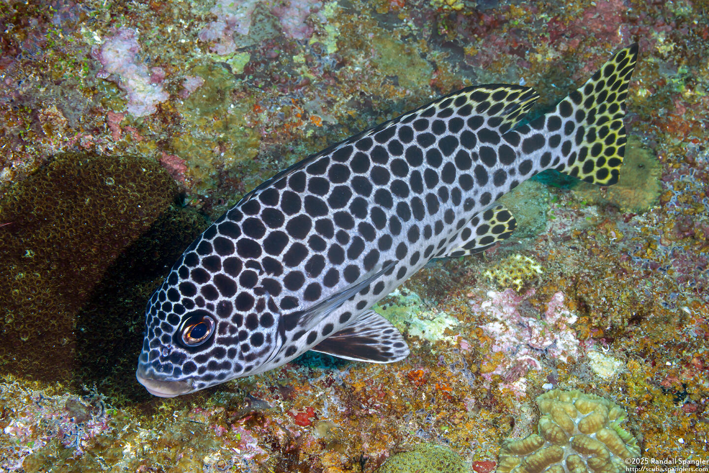 Plectorhinchus macrospilus (Andaman Sweetlips)