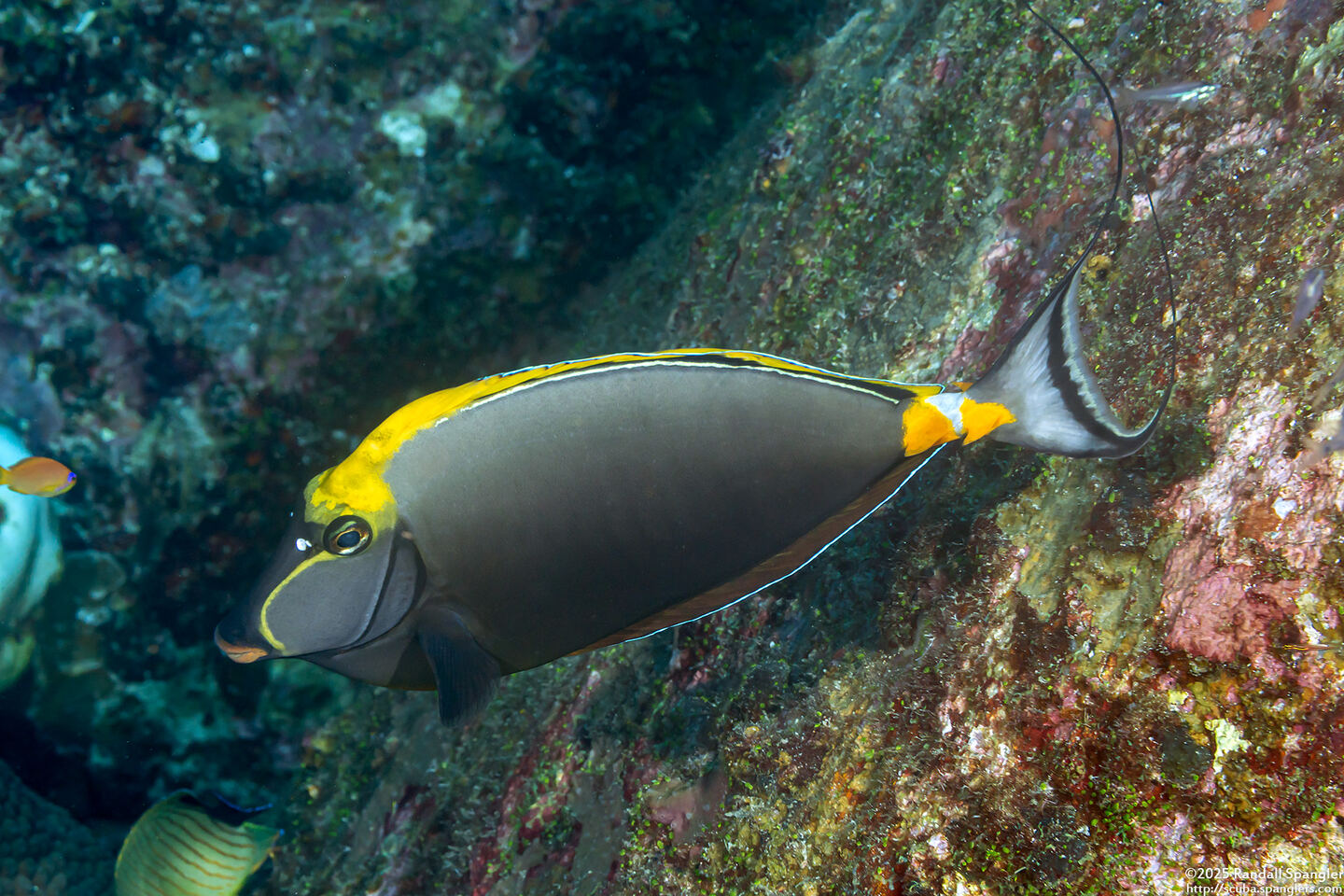 Naso elegans (Elegant Unicornfish)