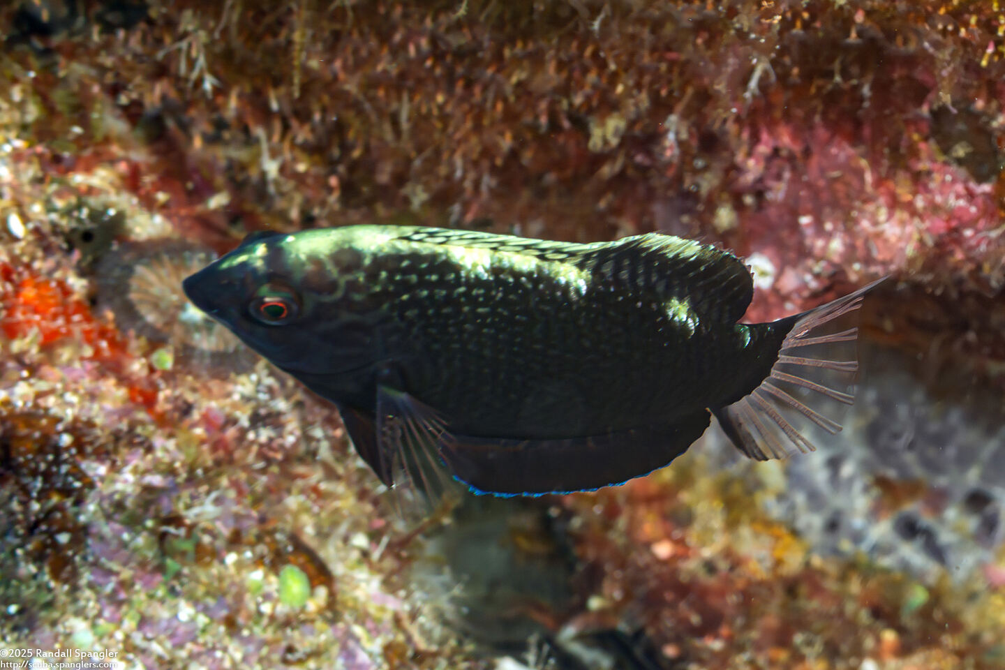 Macropharyngodon negrosensis (Black Leopard Wrasse)