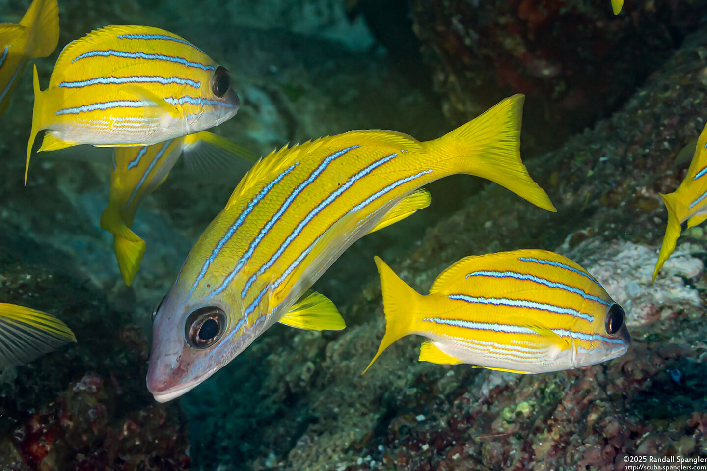 Lutjanus kasmira (Bluestripe Snapper)
