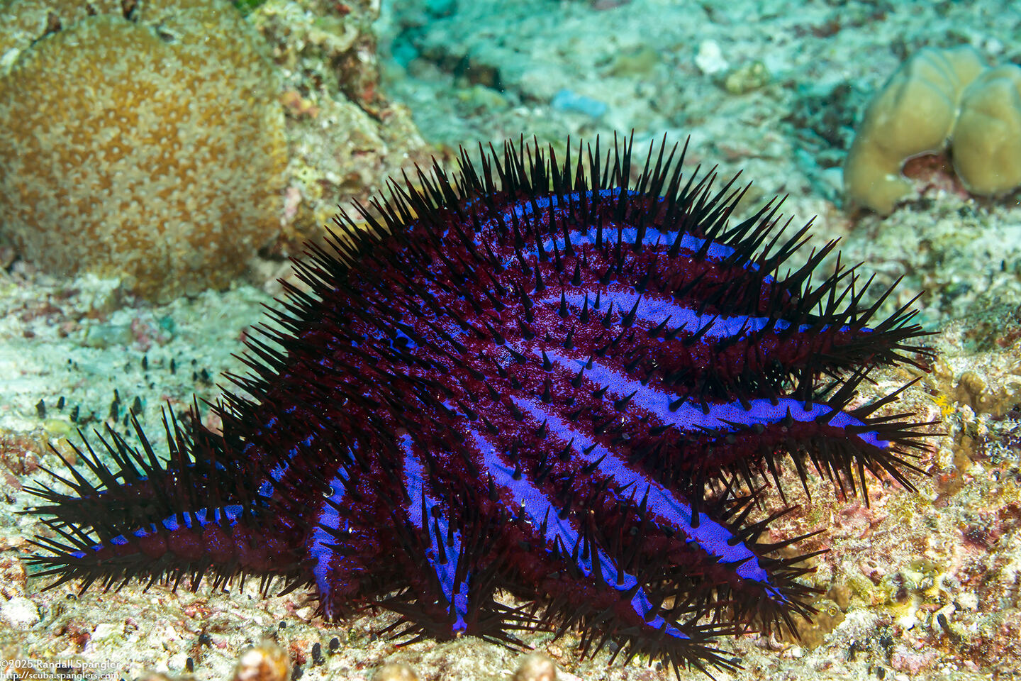 Acanthaster planci (Indian Crown-of-Thorns Star)