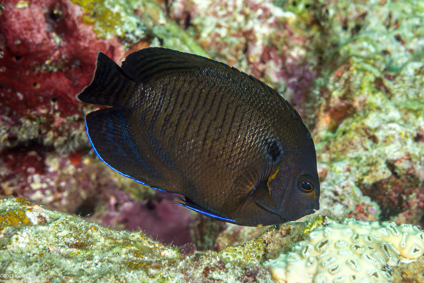 Centropyge multispinis (Brown Pygmy Angelfish)