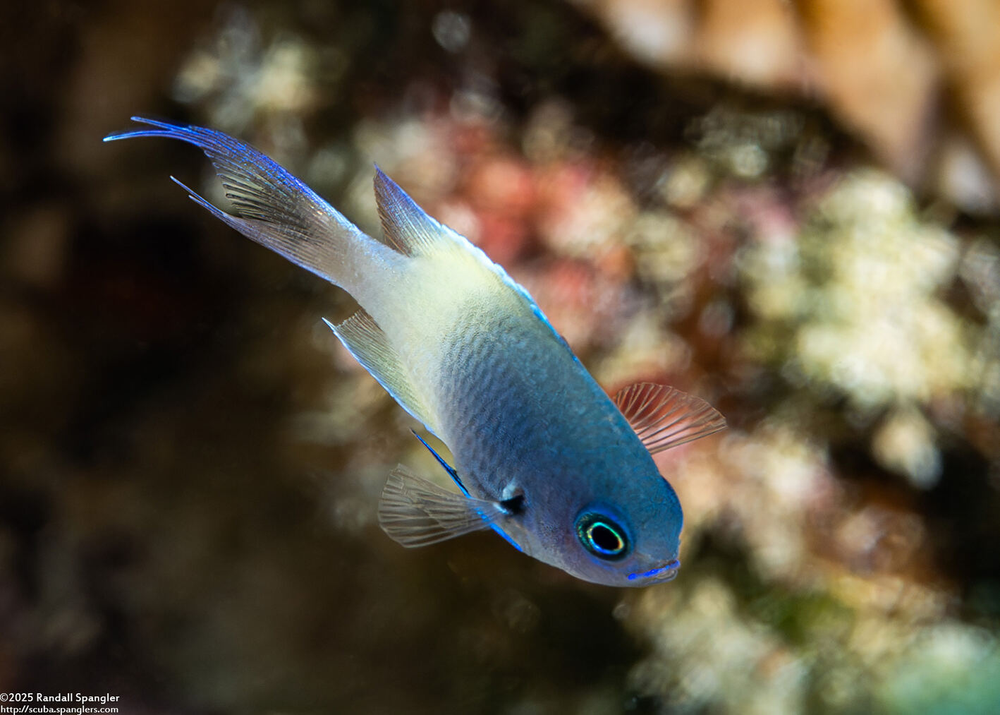 Pycnochromis fieldi (Indian Half-and-Half Chromis)