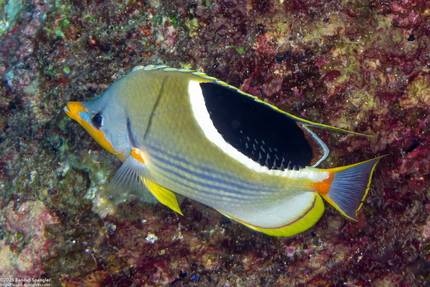 Chaetodon ephippium (Saddled Butterflyfish)