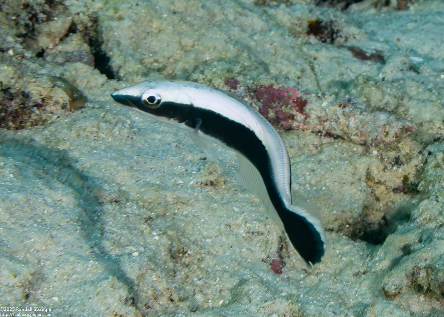 Malacanthus latovittatus (Blue Blanquillo)