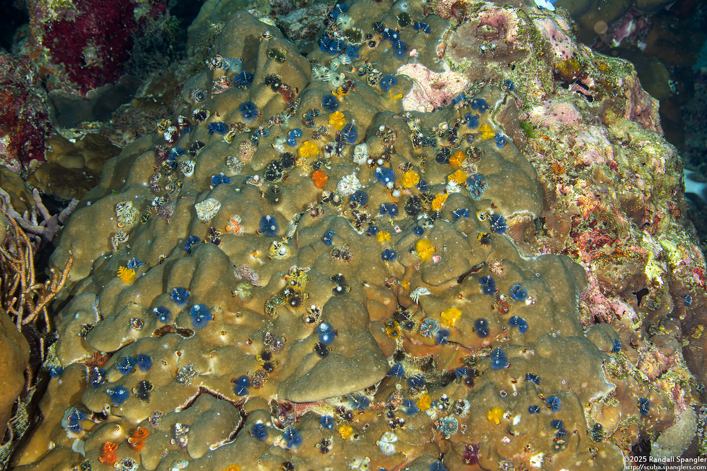 Spirobranchus sp.1 (Christmas Tree Worm)