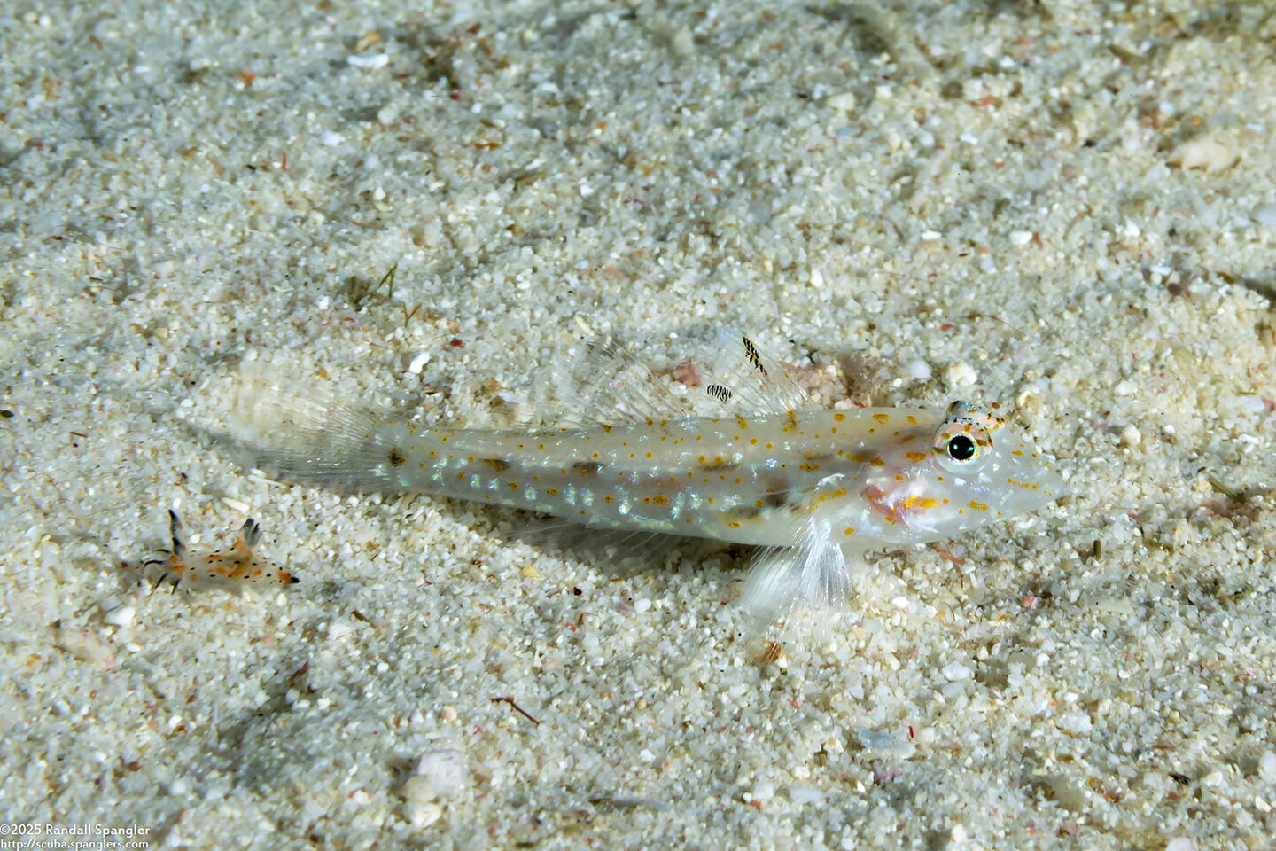 Fusigobius duospilus (Twospot Sandgoby)