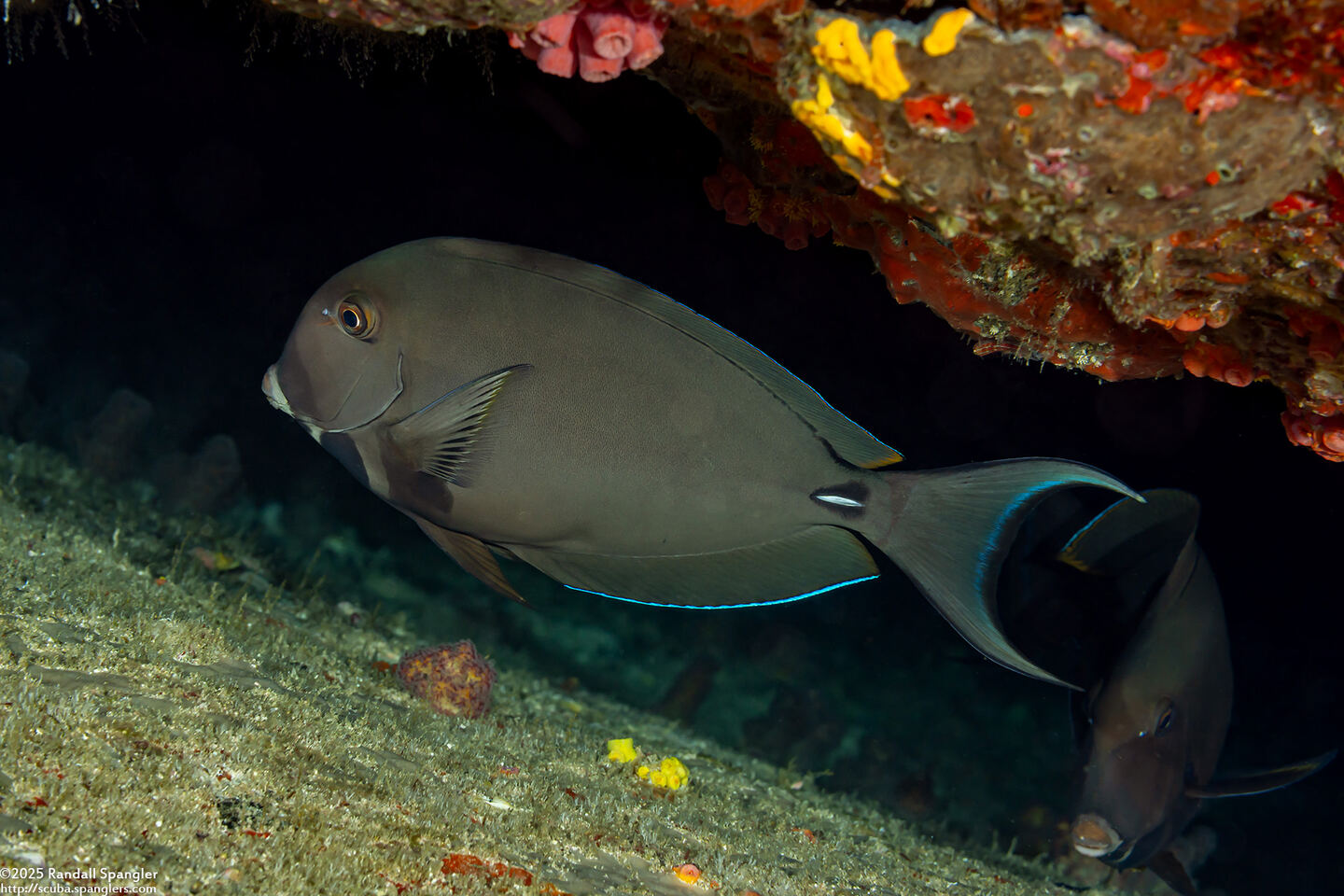Acanthurus leucocheilus (Pale-Lipped Surgeonfish)