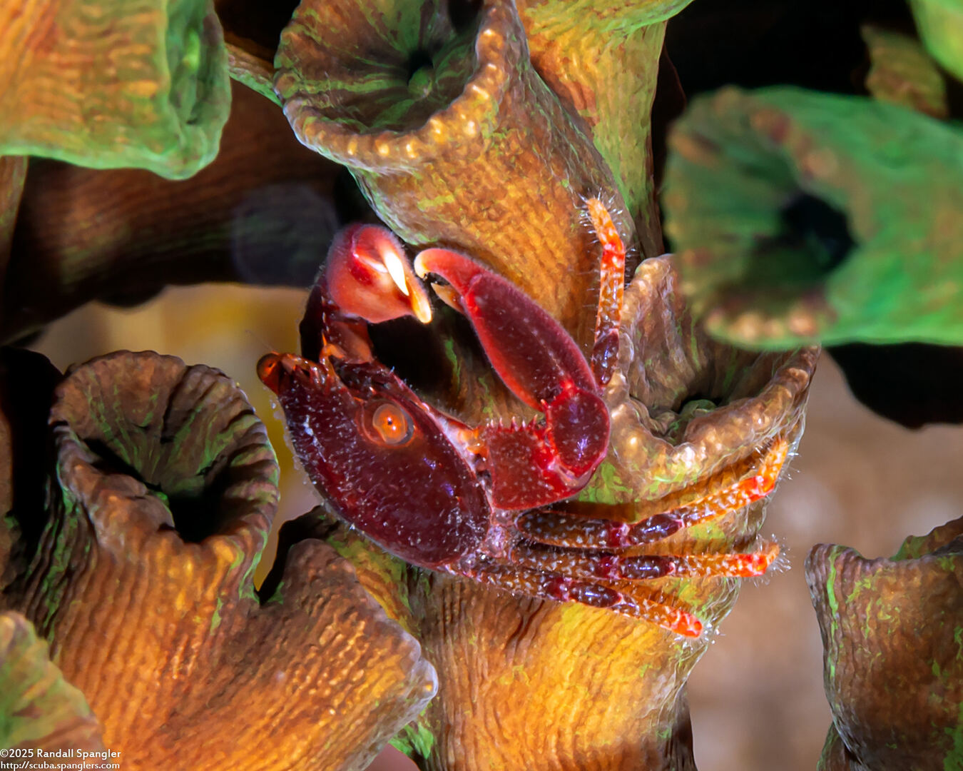 Quadrella boopsis (Hairy Coral Crab)