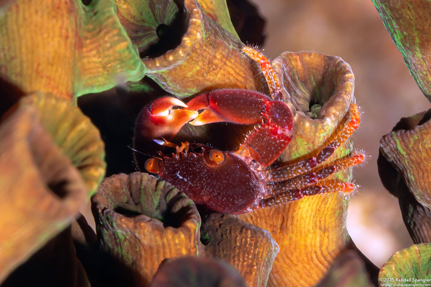 Quadrella boopsis (Hairy Coral Crab)