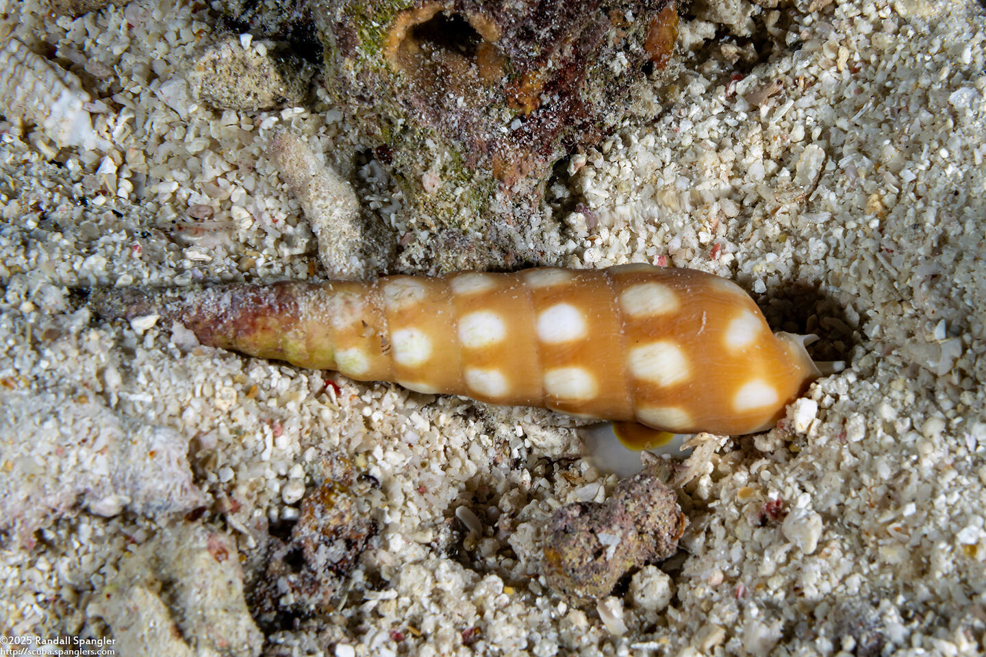 Terebra guttata (White-Spotted Auger)