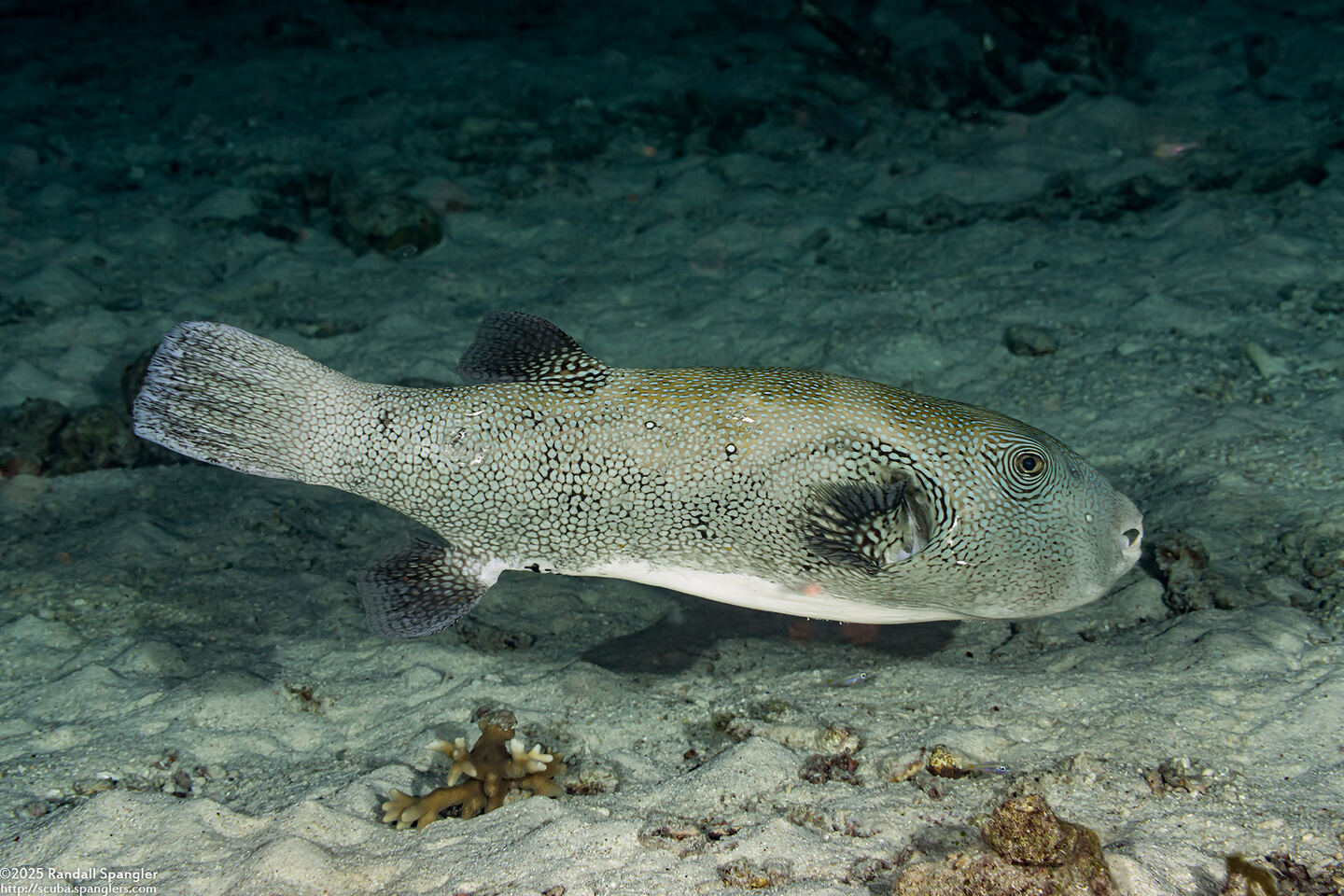 Arothron caeruleopunctatus (Blue-Spotted Puffer)