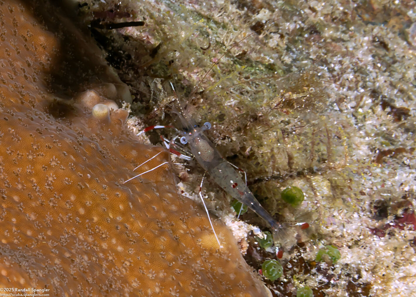 Urocaridella pulchella (Cave Cleaner Shrimp)