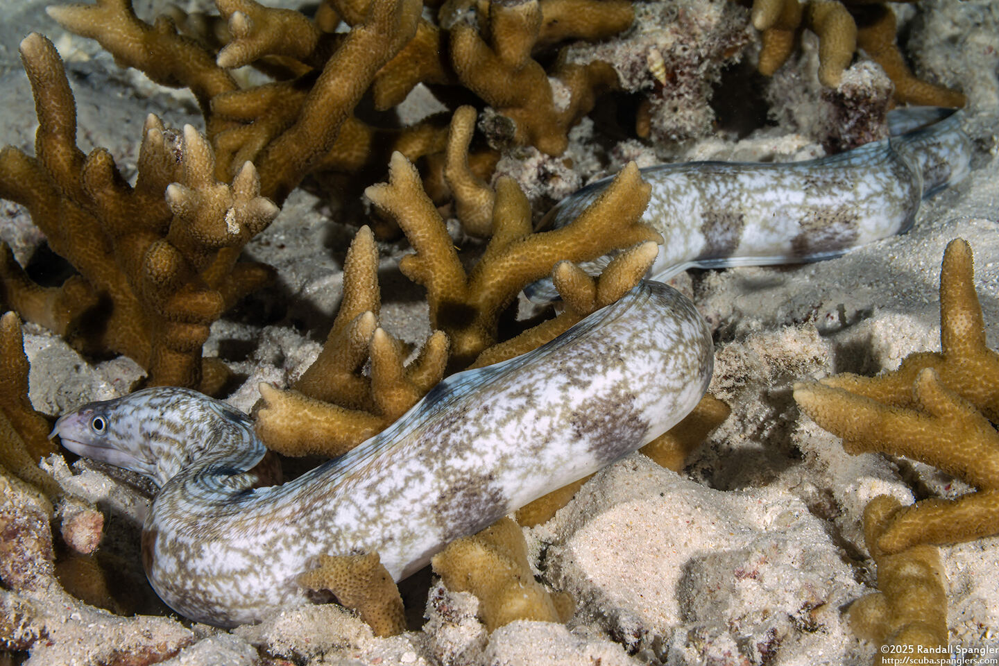 Gymnothorax enigmaticus (Enigmatic Moray)