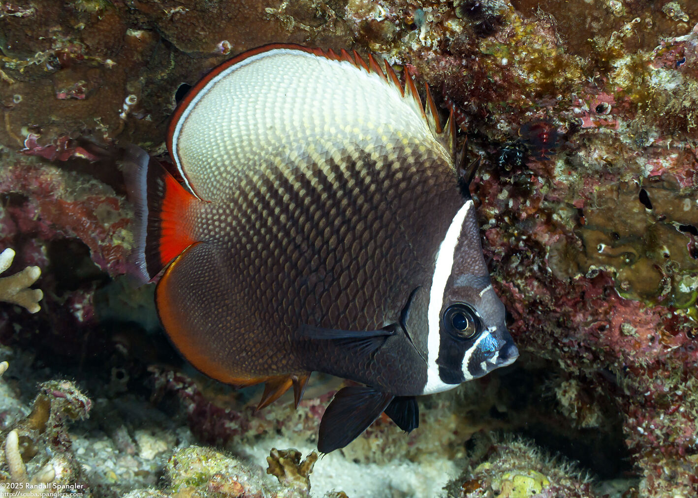 Chaetodon collare (White Collar Butterflyfish)
