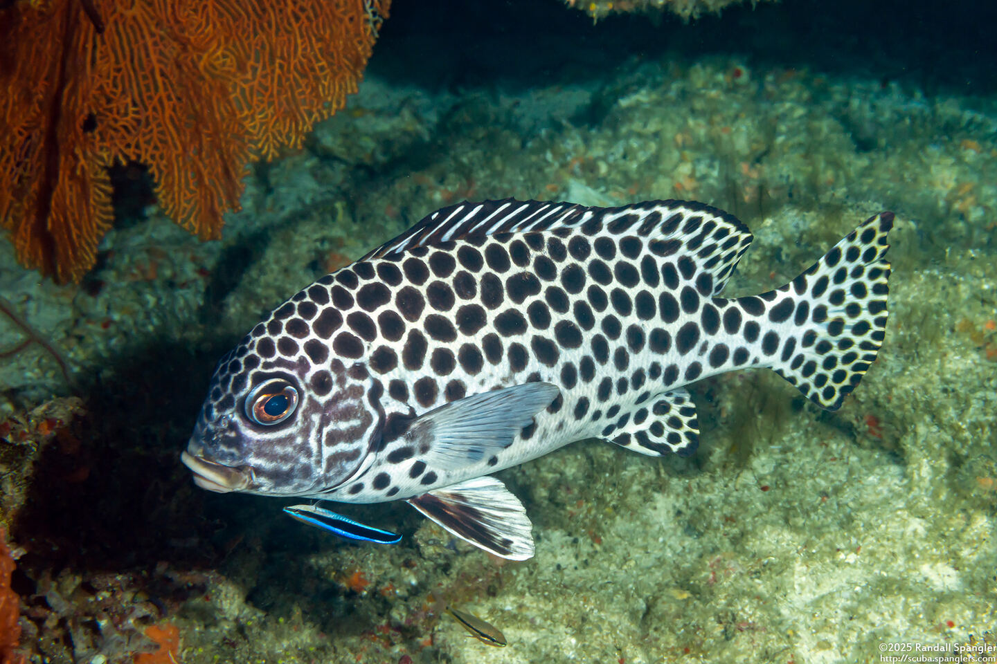 Plectorhinchus macrospilus (Andaman Sweetlips)