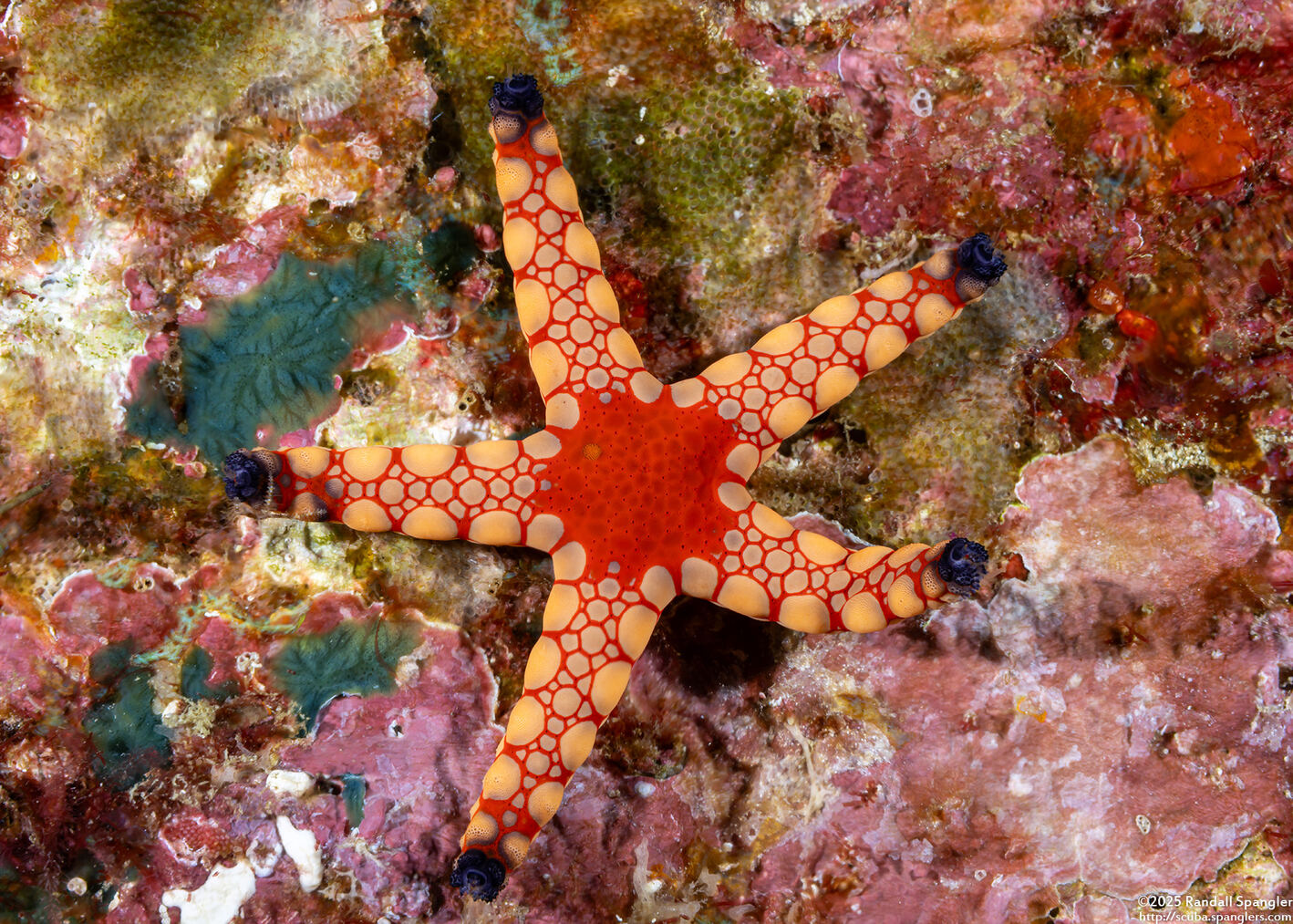 Fromia monilis (Peppermint Sea Star)
