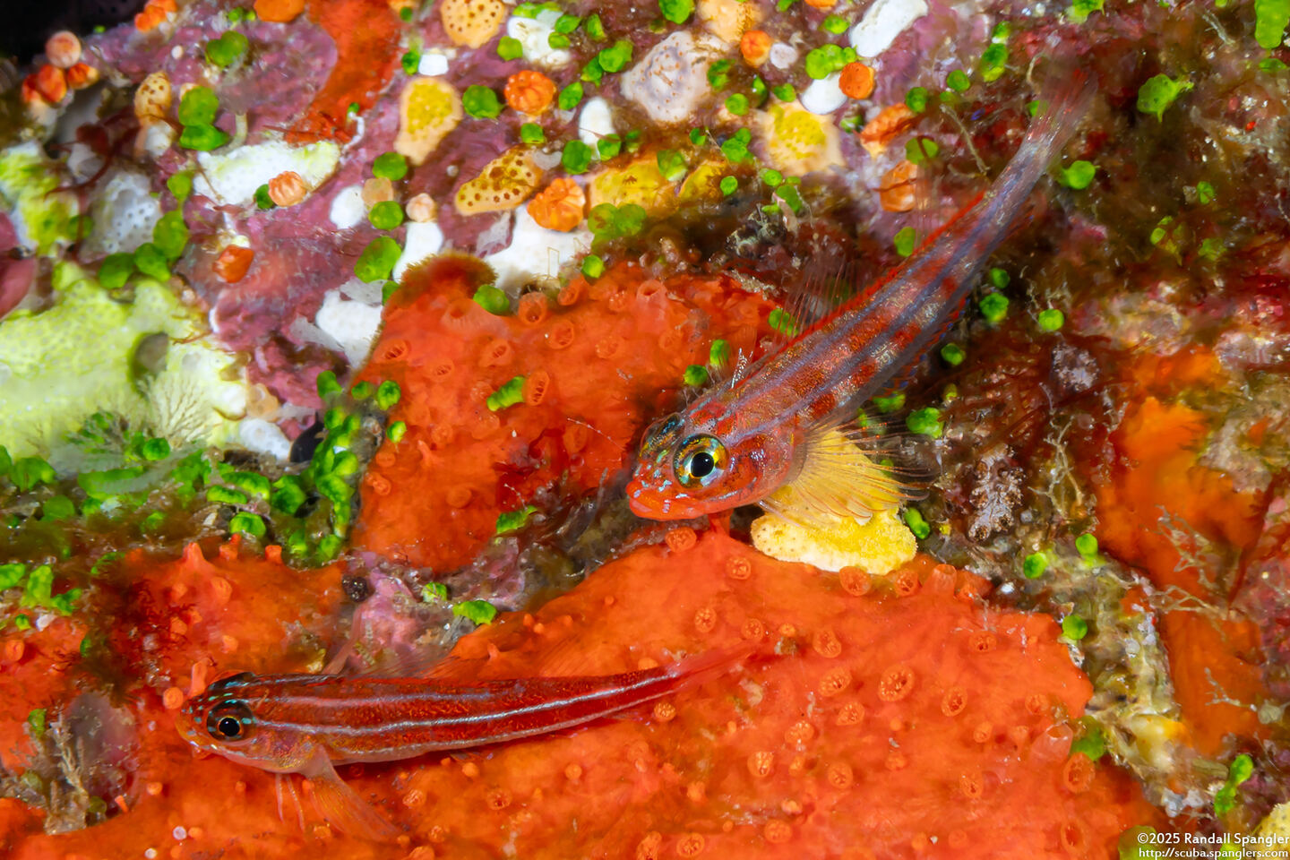 Helcogramma cf. striata (Checkered Triplefin)