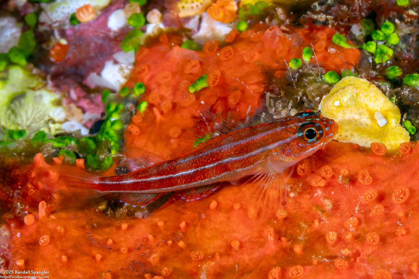 Helcogramma striata (Striped Triplefin)