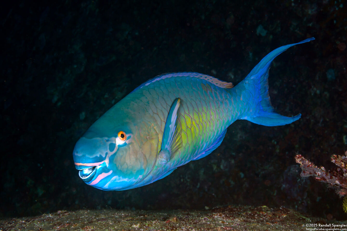 Scarus rubroviolaceus (Redlip Parrotfish)