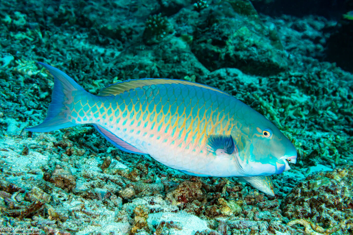 Scarus ghobban (Bluebarred Parrotfish)