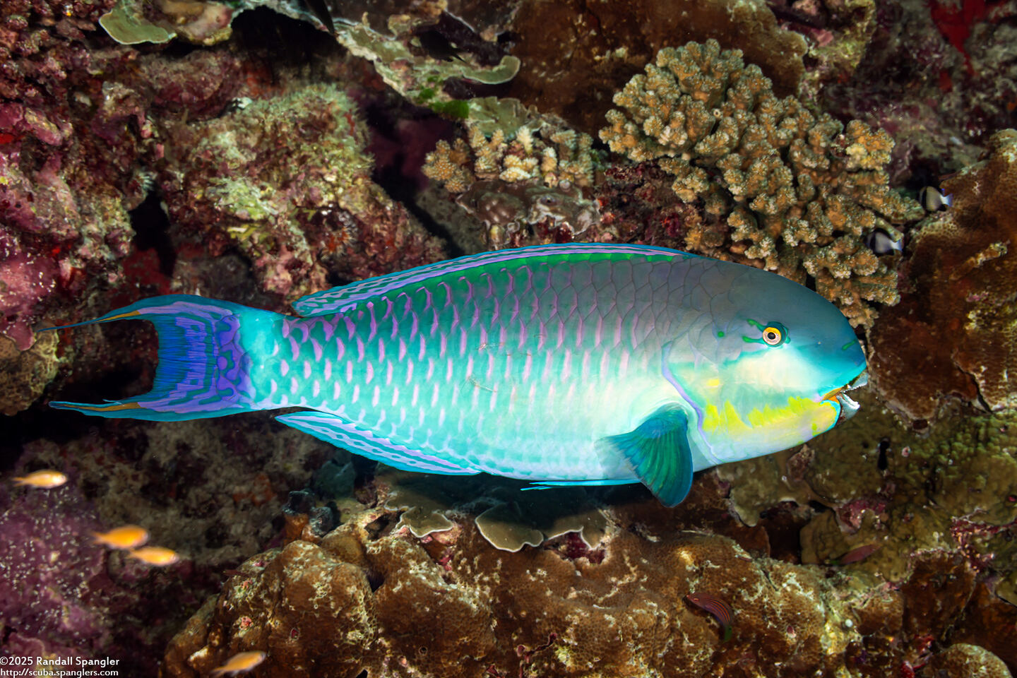 Chlorurus strongylocephalus (Roundhead Parrotfish)