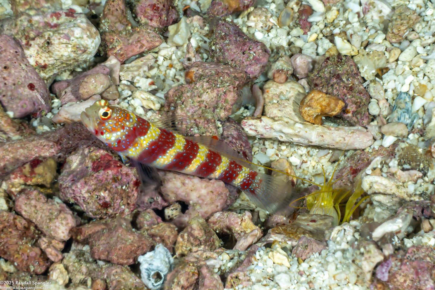 Amblyeleotris wheeleri (Gorgeous Shrimpgoby)