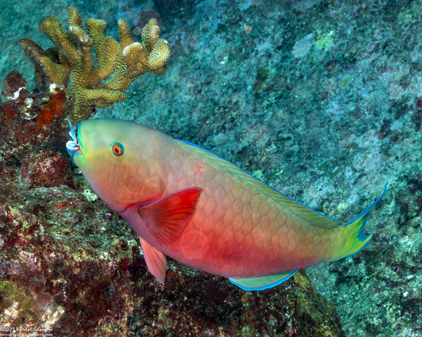Chlorurus strongylocephalus (Roundhead Parrotfish)