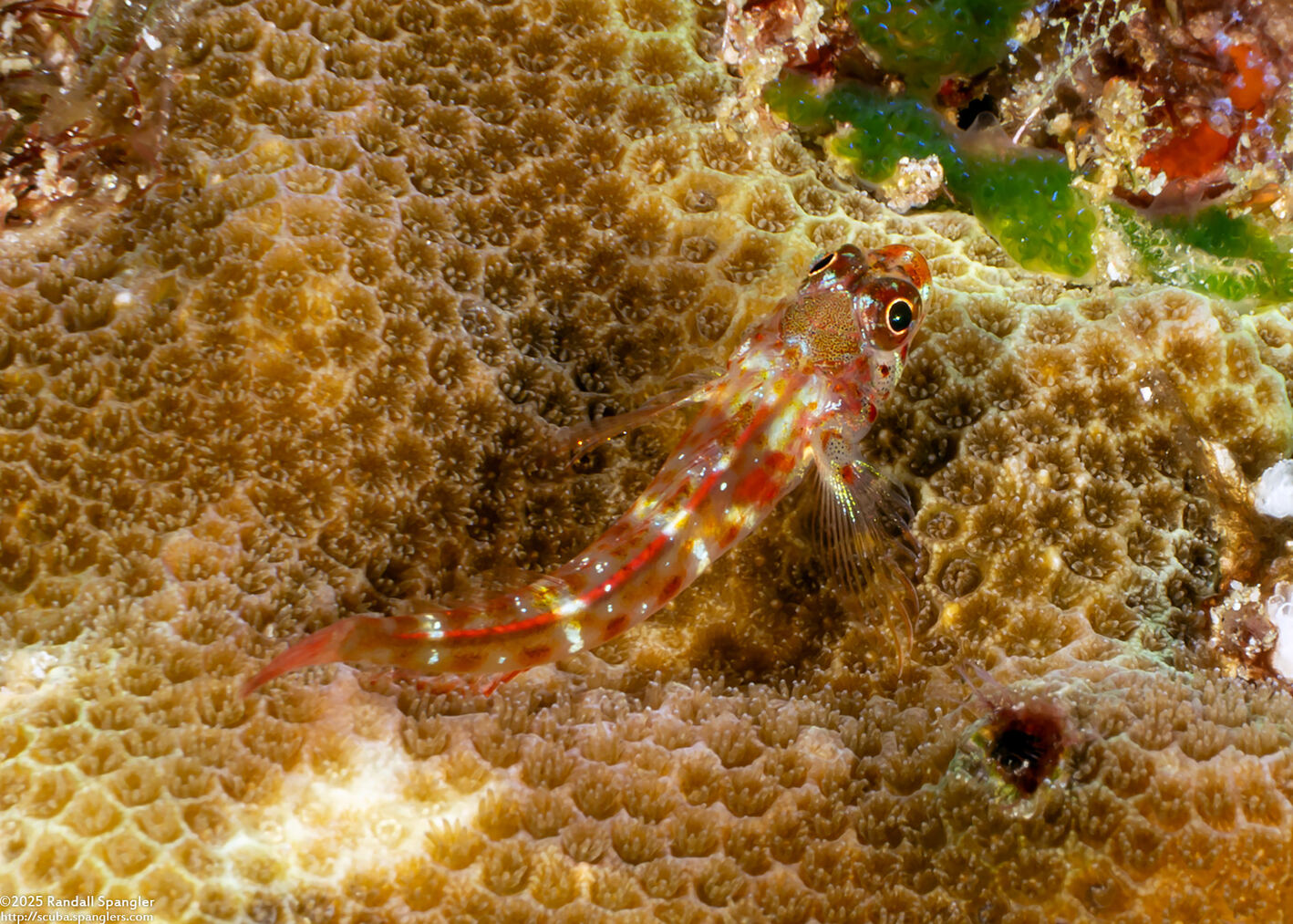 Helcogramma rhinoceros (Rhinoceros Triplefin)