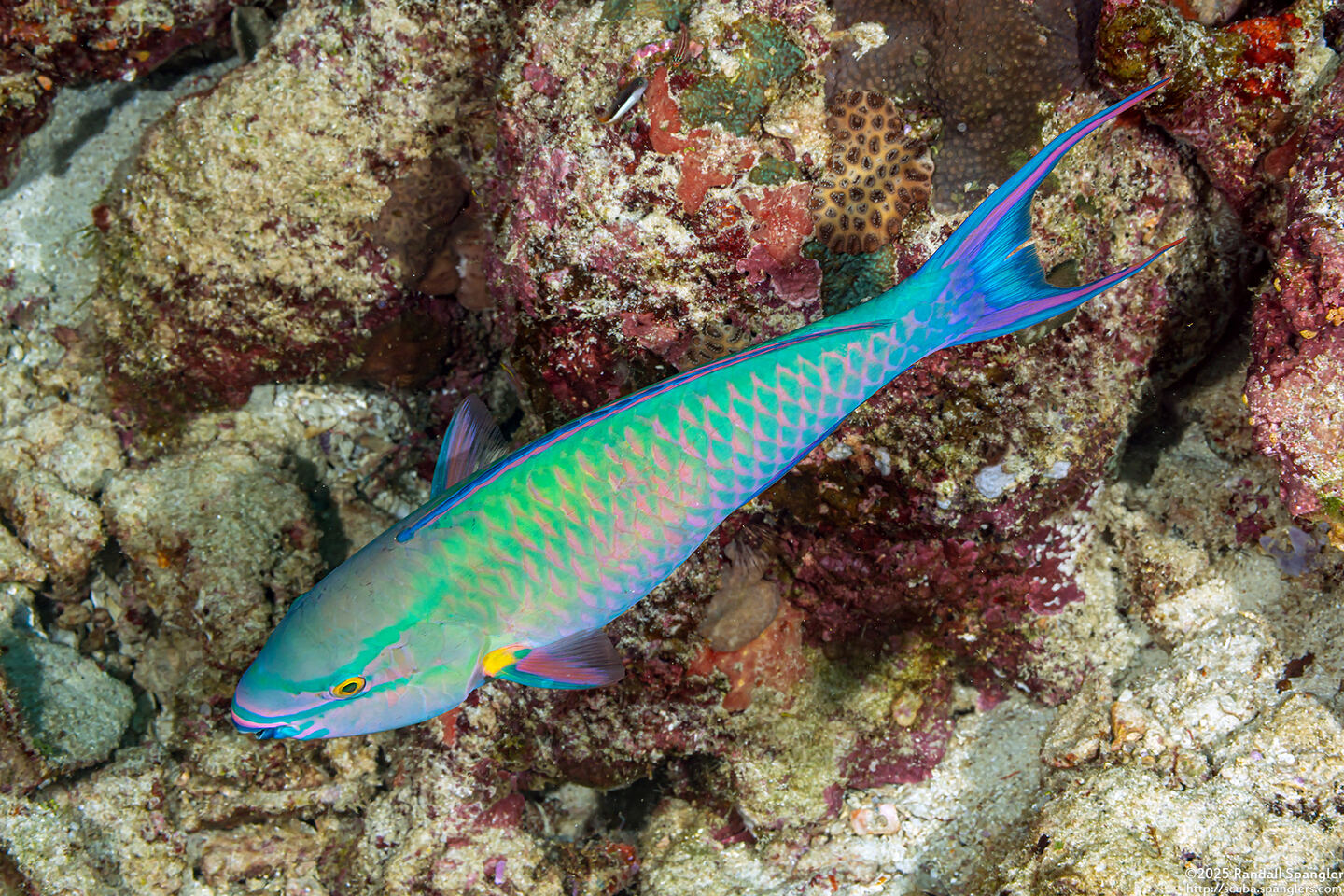Scarus caudofasciatus (Bartail Parrotfish)