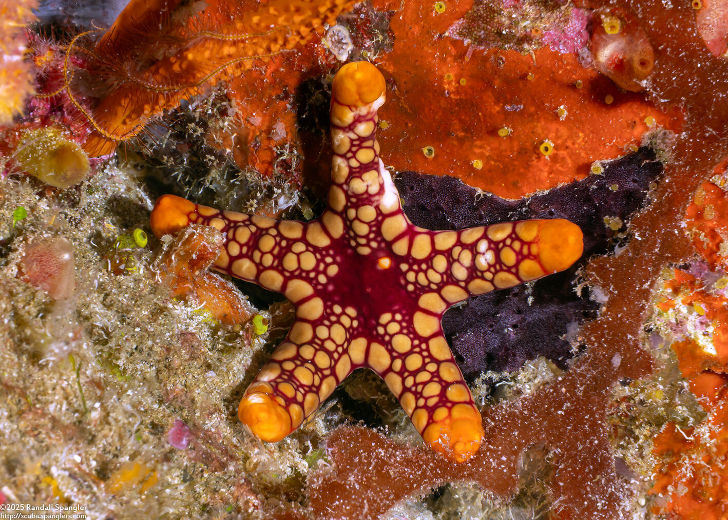 Fromia monilis (Peppermint Sea Star)