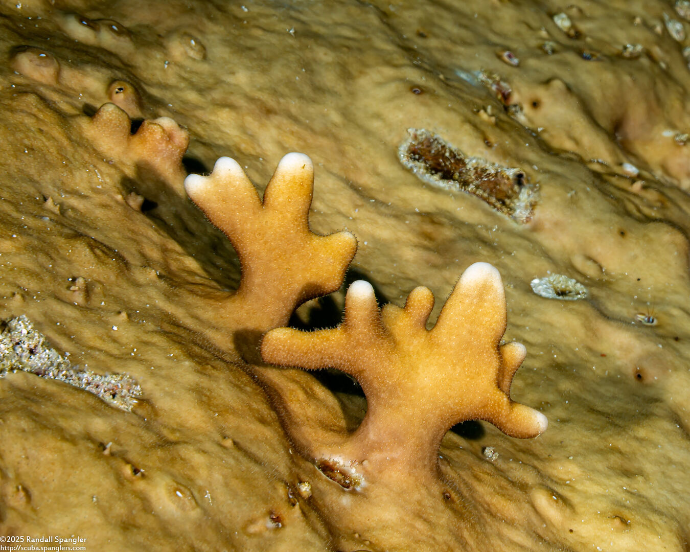 Millepora sp.1 (Encrusting Fire Coral)